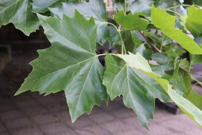 Platanus x hispanica (acerifolia)  - platan javorolistý - listy